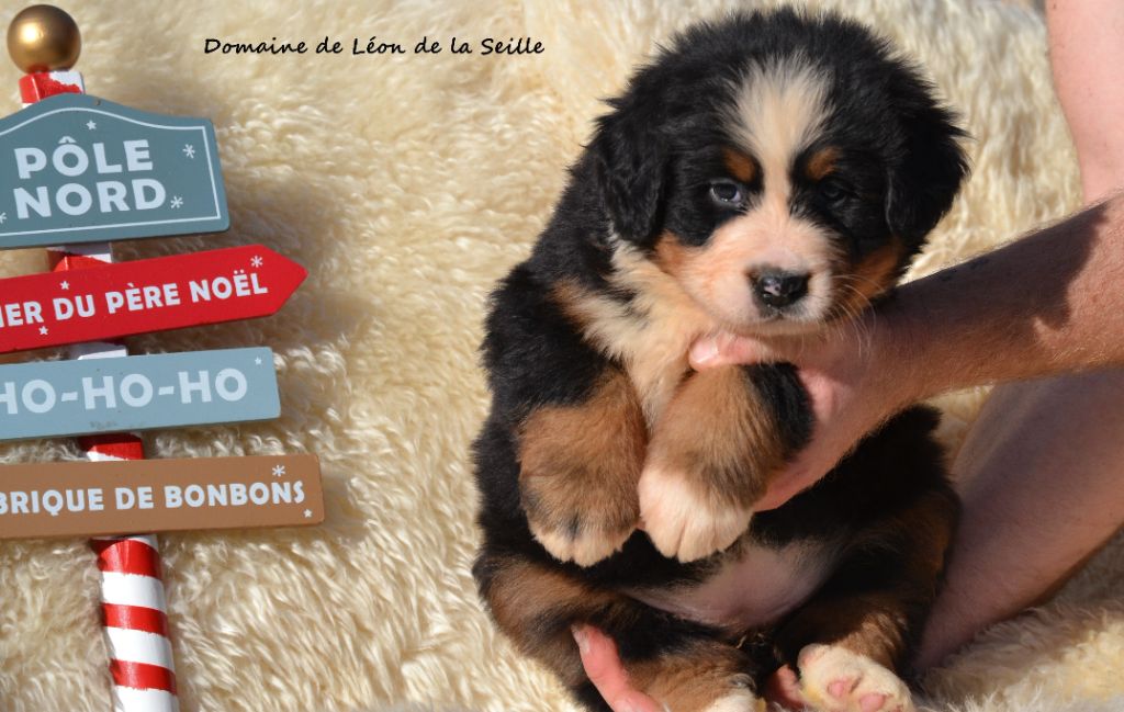 API DU DOMAINE DE LEON DE LA SEILLE