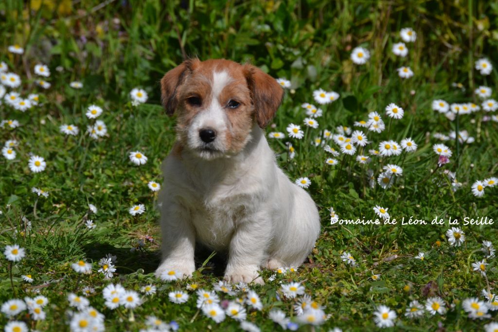 ALBI DU DOMAINE DE LEON