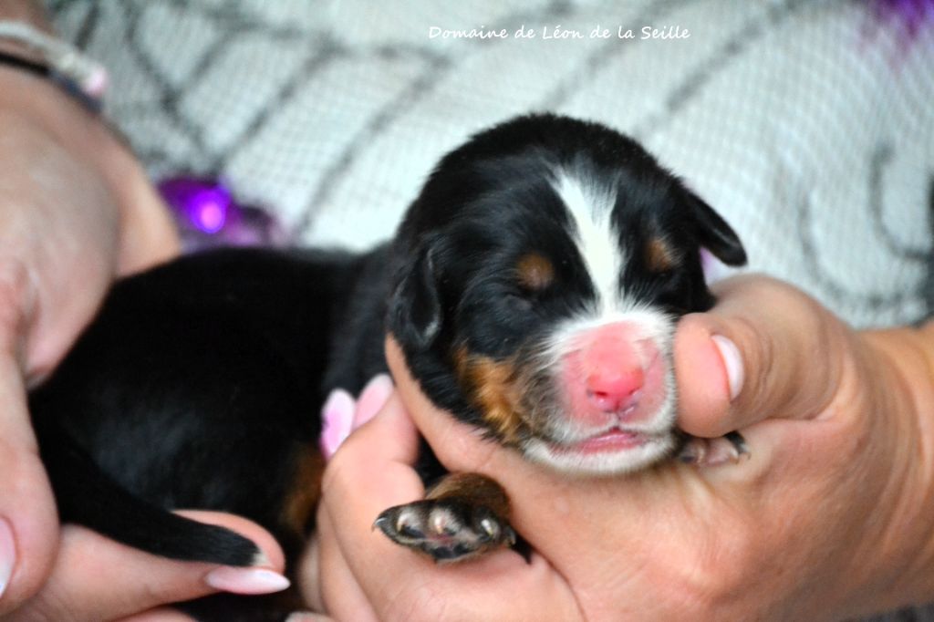 ABRACADABOUM DU DOMAINE DE LEON DE LA SEILLE