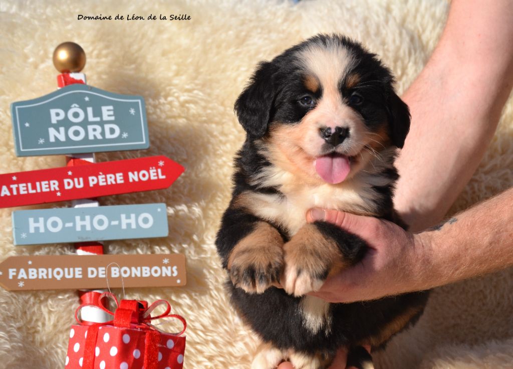 ARCANUM DU DOMAINE DE LEON DE LA SEILLE