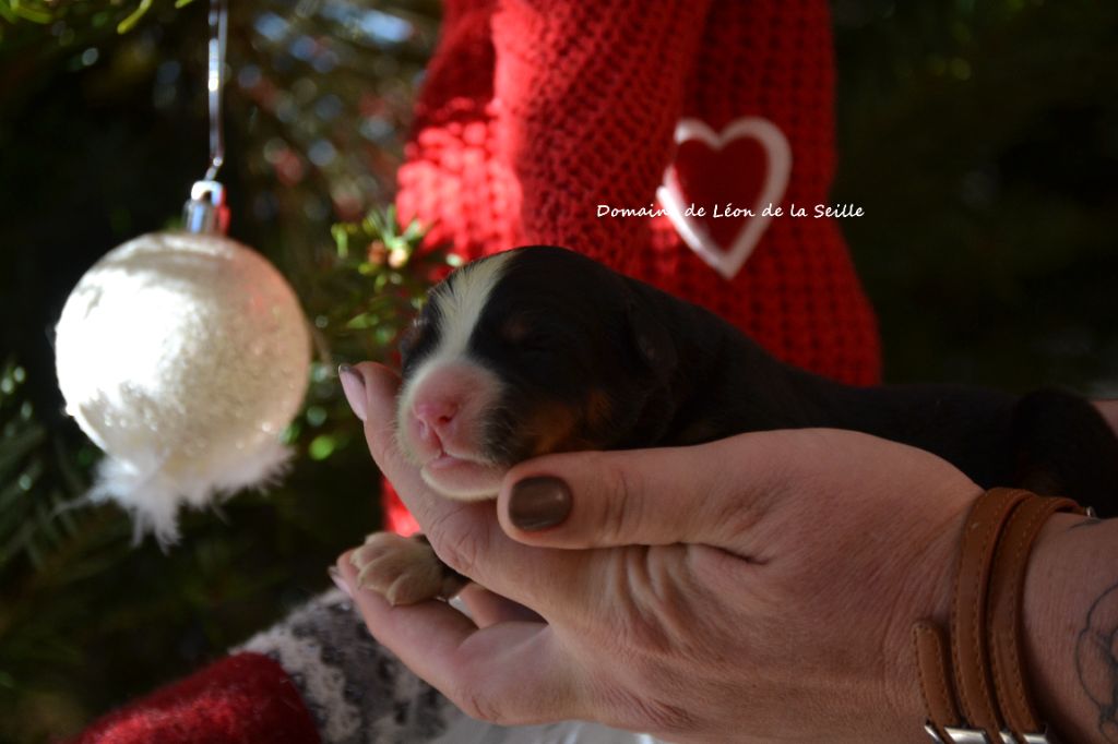 A POINT DU DOMAINE DE LEON DE LA SEILLE