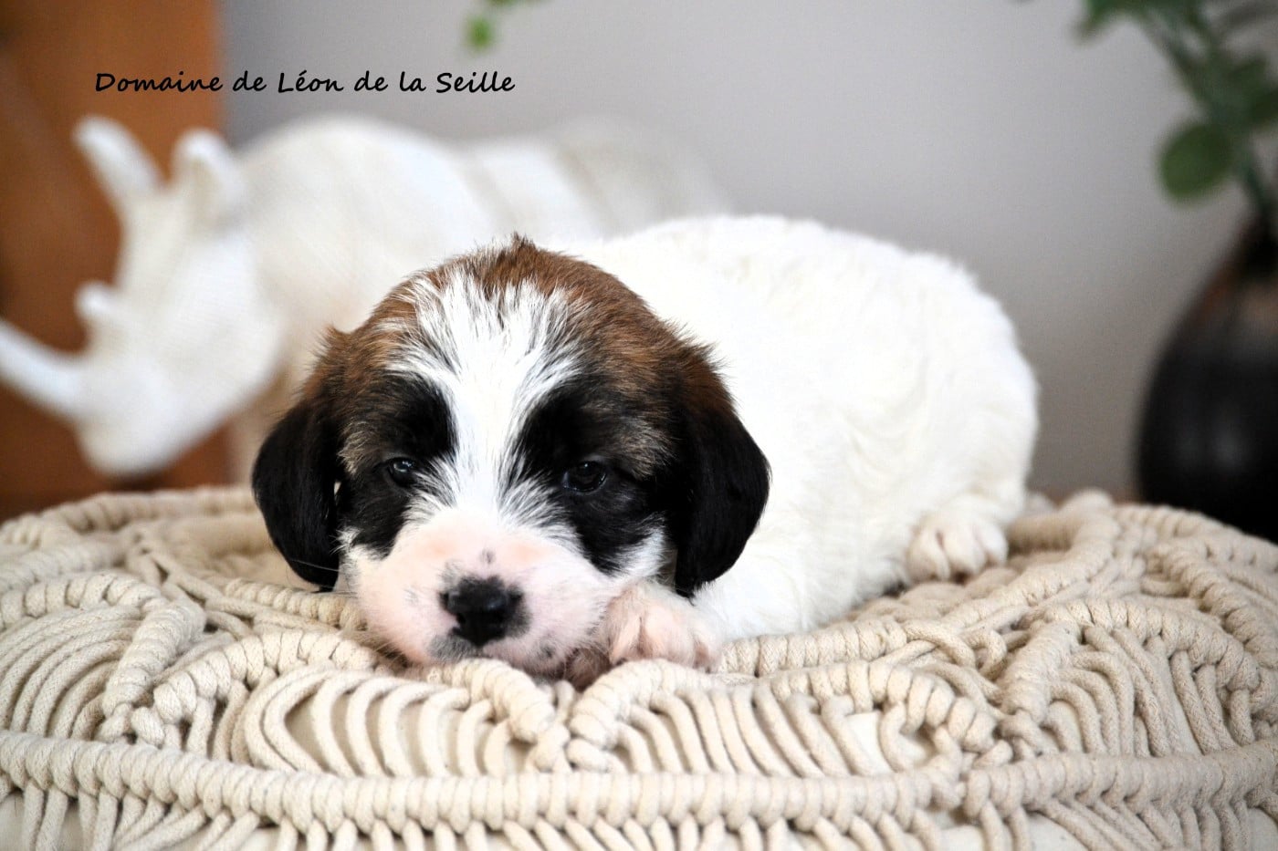 Jack Russell Terrier - du Domaine De Léon De La Seille