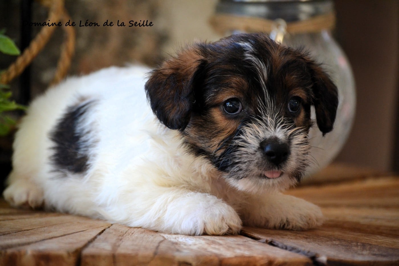 ANDROS DU DOMAINE DE LEON DE LA SEILLE