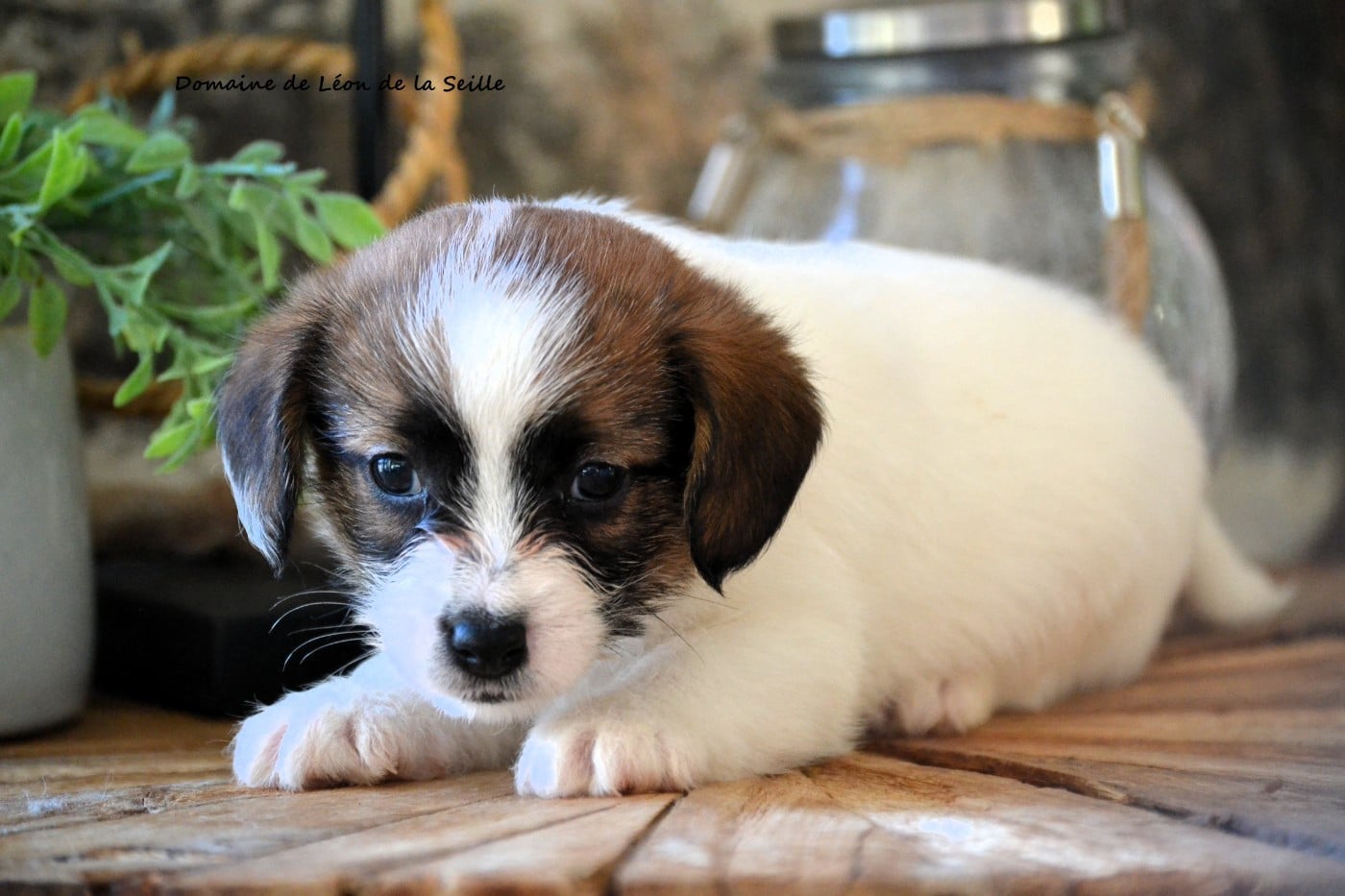 AZOR DU DOMAINE DE LEON DE LA SEILLE