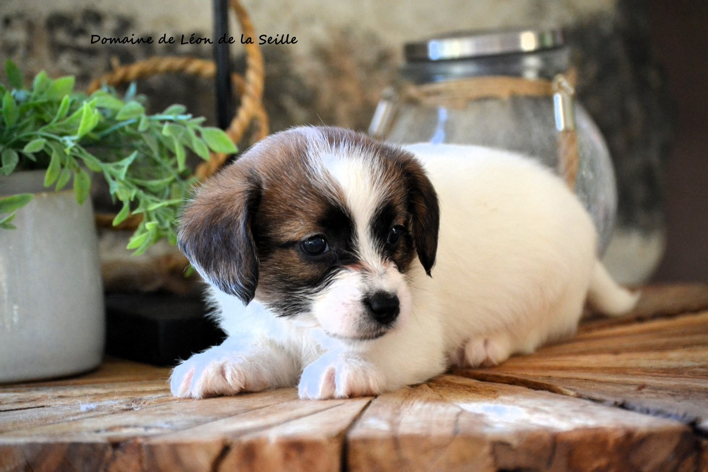 AZOR DU DOMAINE DE LEON DE LA SEILLE