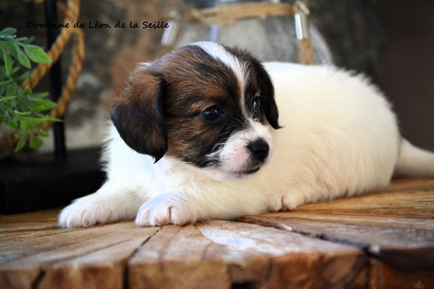 ALOHA DU DOMAINE DE LEON DE LA SEILEL