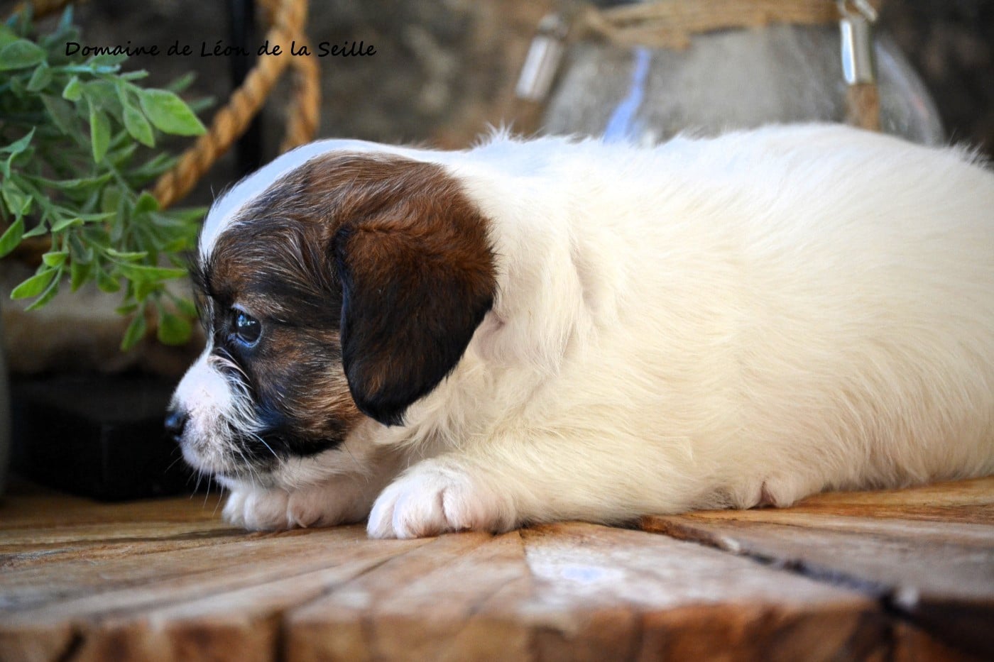 ALOHA DU DOMAINE DE LEON DE LA SEILEL