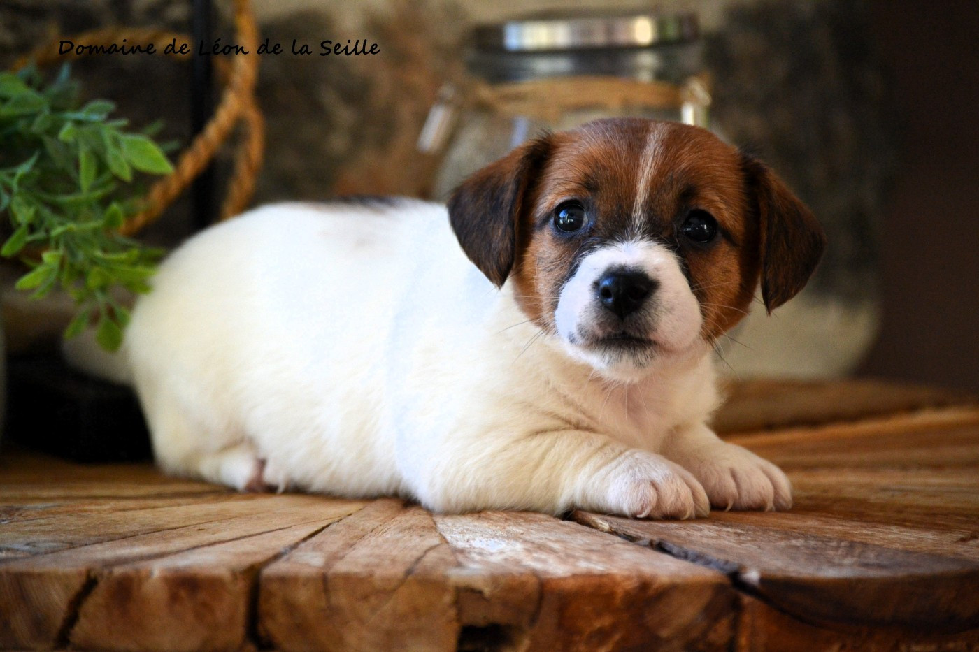 A blue DU DOMAINE DE LEON DE LA SEILLE