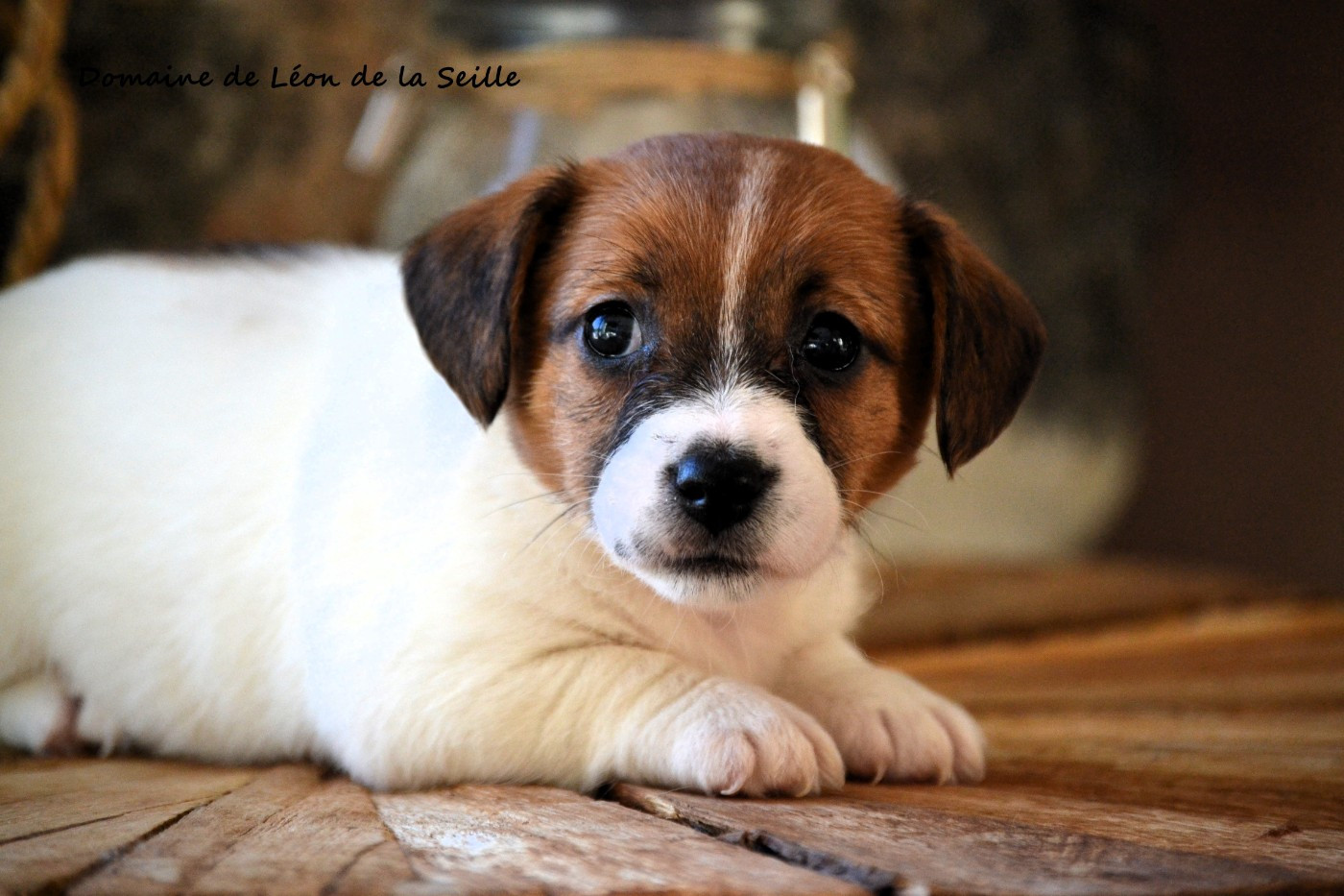 A blue DU DOMAINE DE LEON DE LA SEILLE