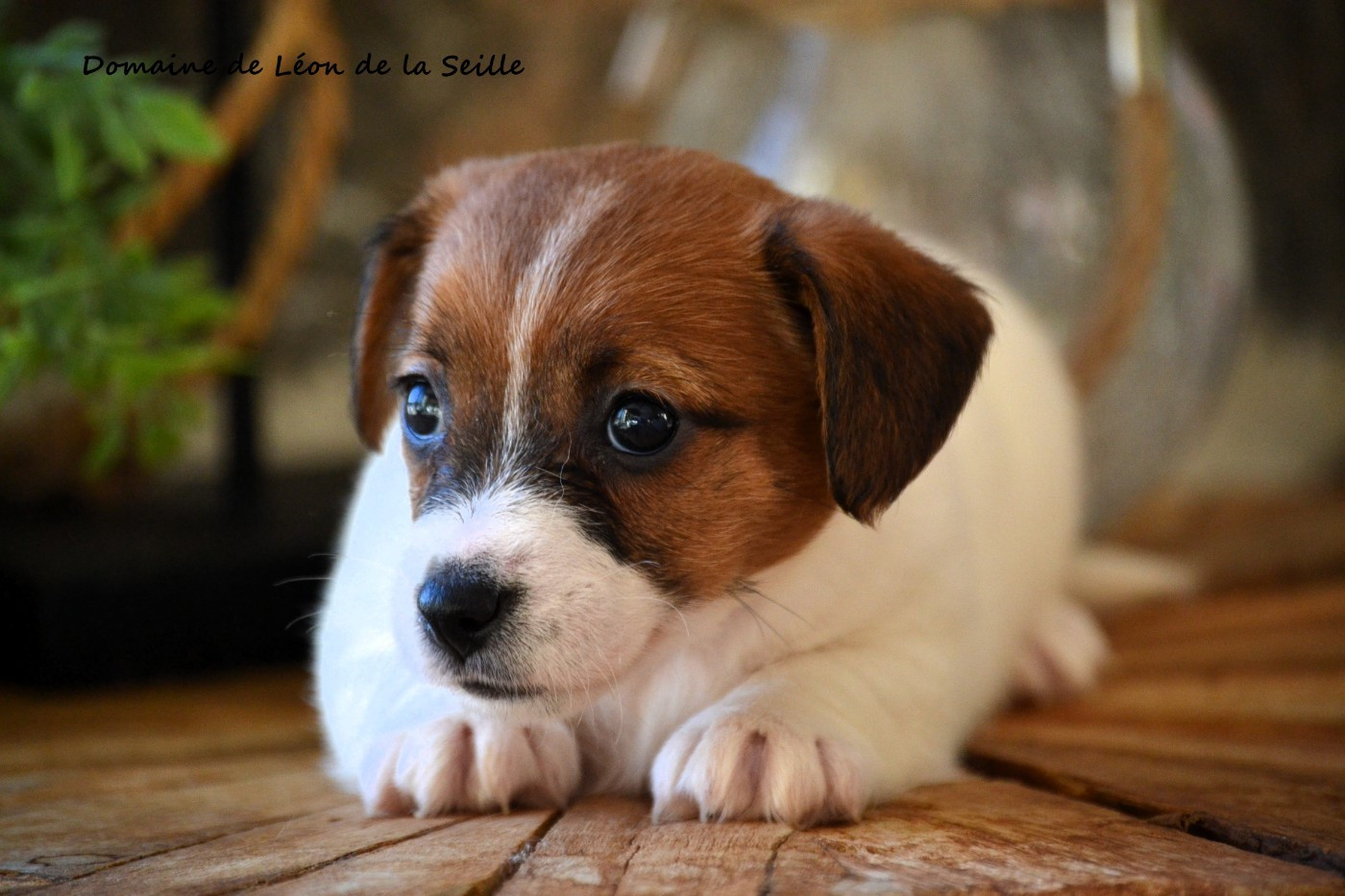 A blue DU DOMAINE DE LEON DE LA SEILLE