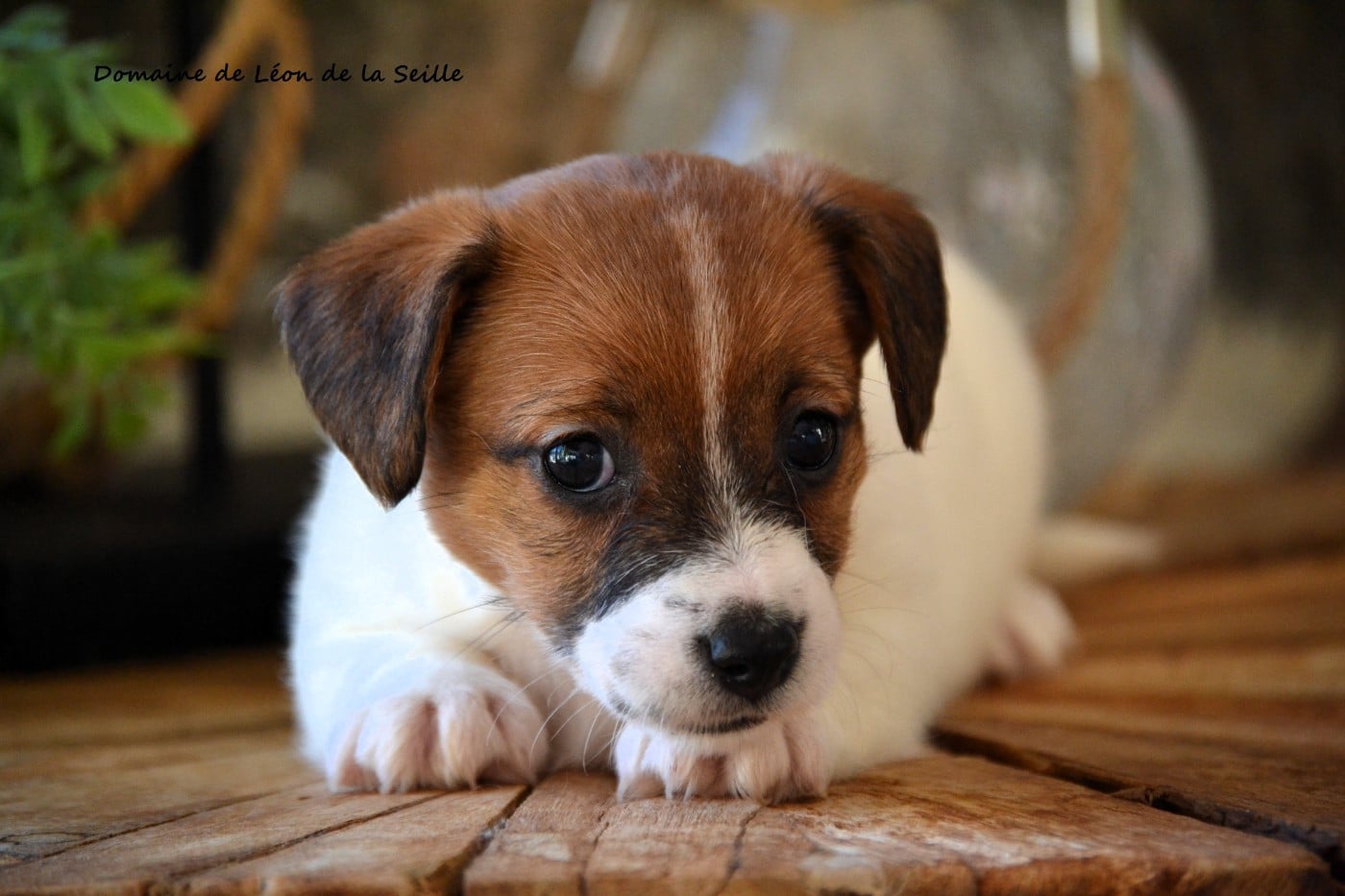 A blue DU DOMAINE DE LEON DE LA SEILLE