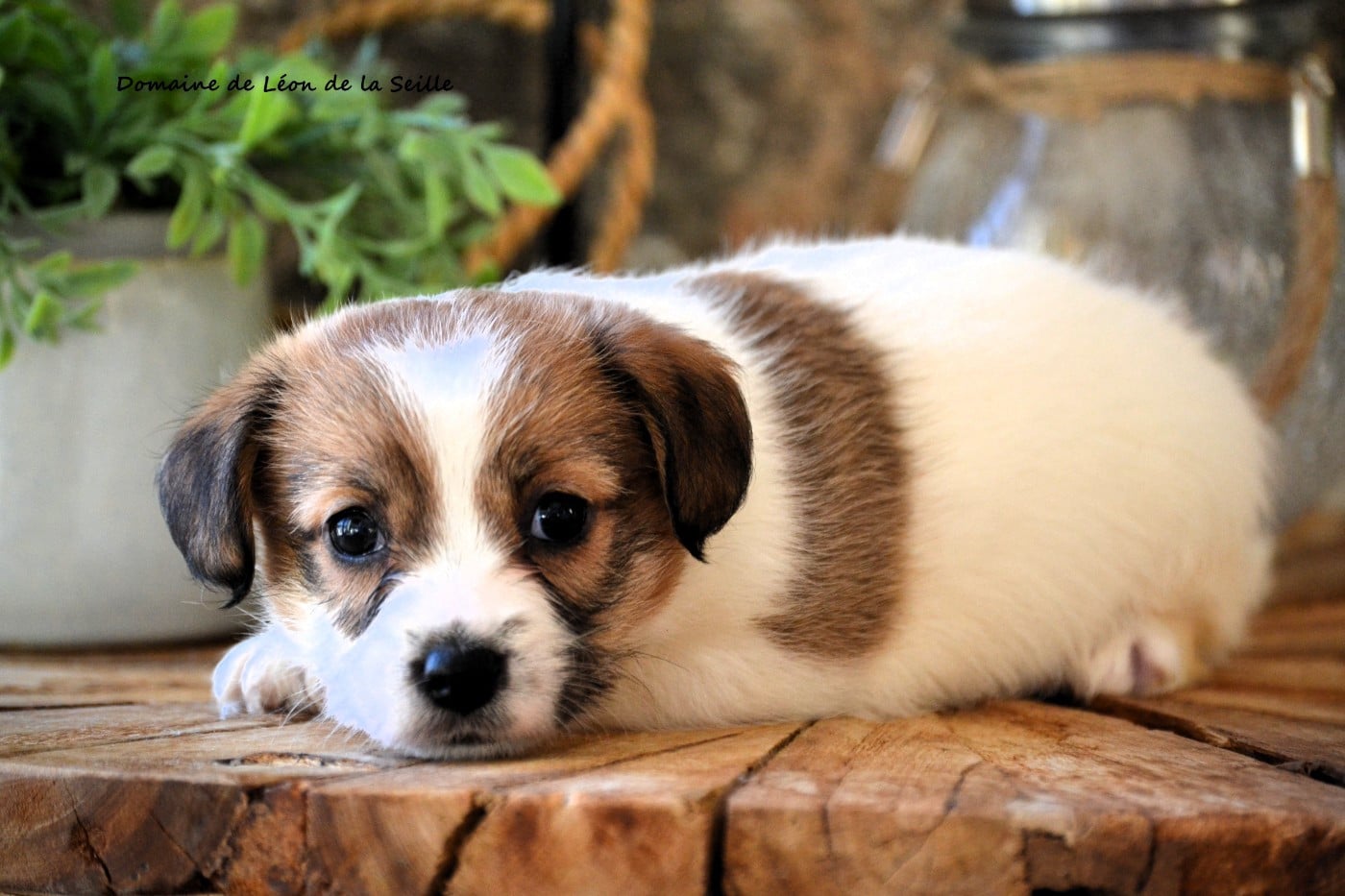 AINA DU DOMAINE DE LEON DE LA SEILLE