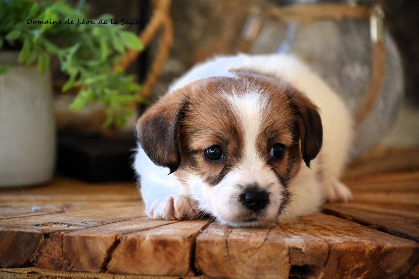 AINA DU DOMAINE DE LEON DE LA SEILLE