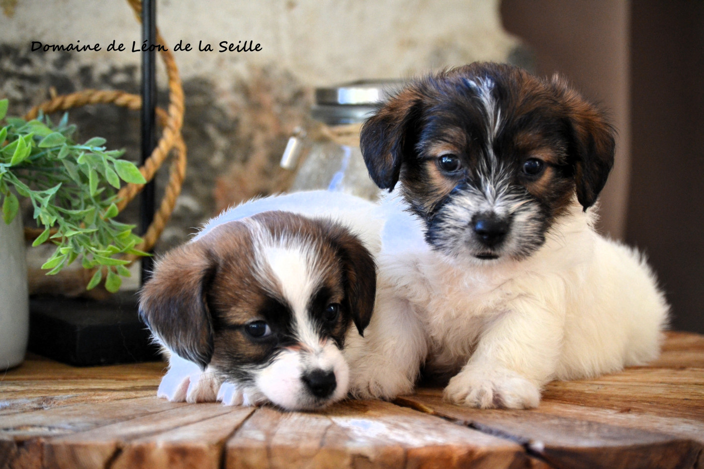 Jack Russell Terrier - du Domaine De Léon De La Seille