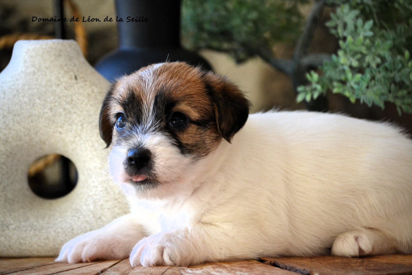 Jack Russell Terrier - du Domaine De Léon De La Seille