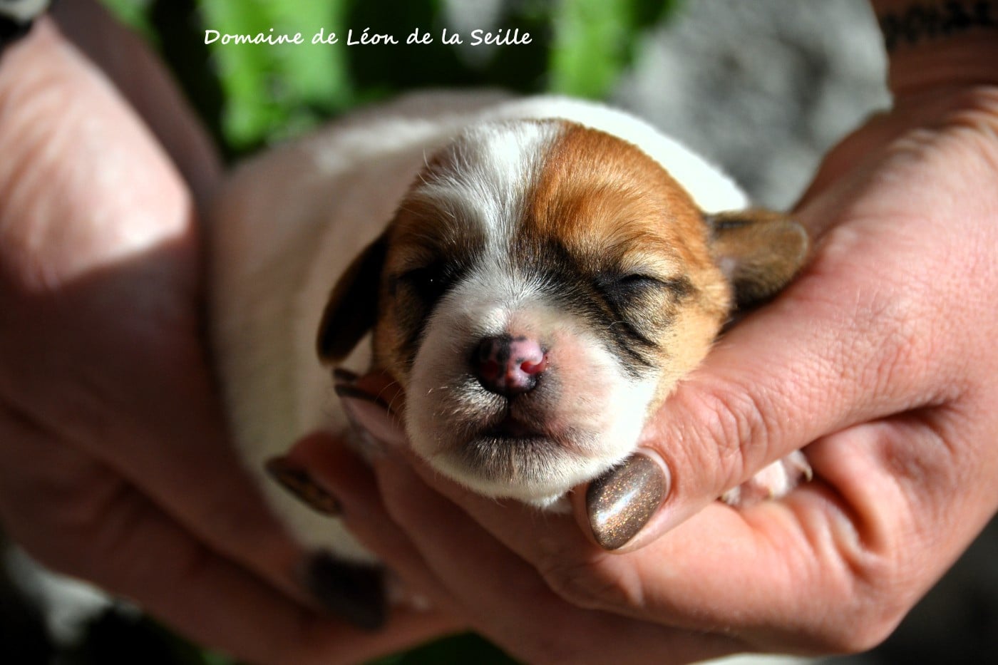 Jack Russell Terrier - du Domaine De Léon De La Seille