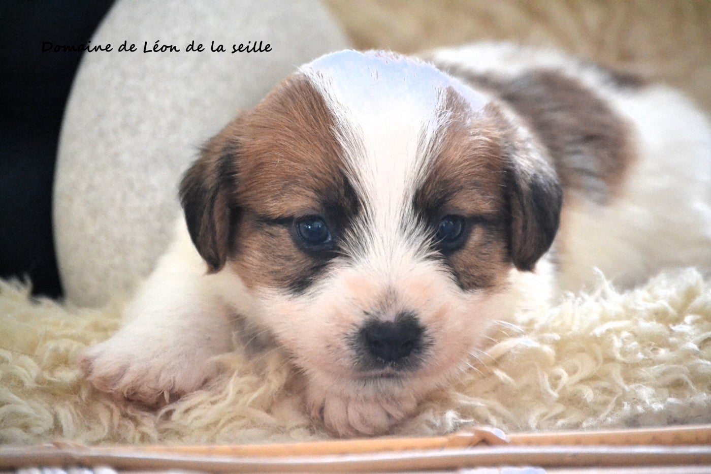 Jack Russell Terrier - du Domaine De Léon De La Seille