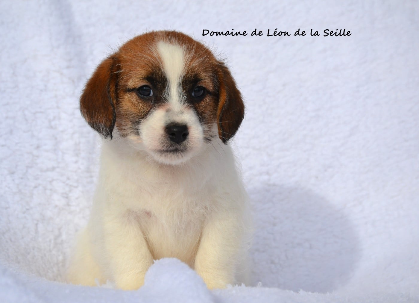 Jack Russell Terrier - du Domaine De Léon De La Seille