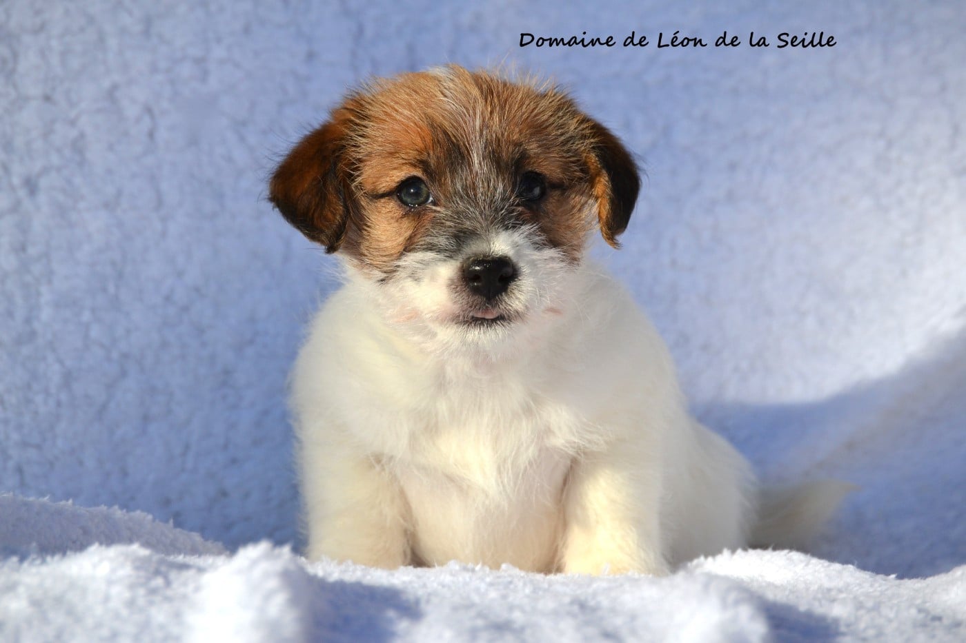 ALBA DU DOMAINE DE LEON DE LA SEILLE