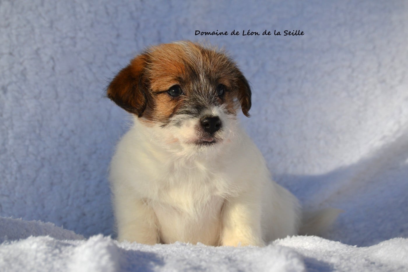 ALBA DU DOMAINE DE LEON DE LA SEILLE