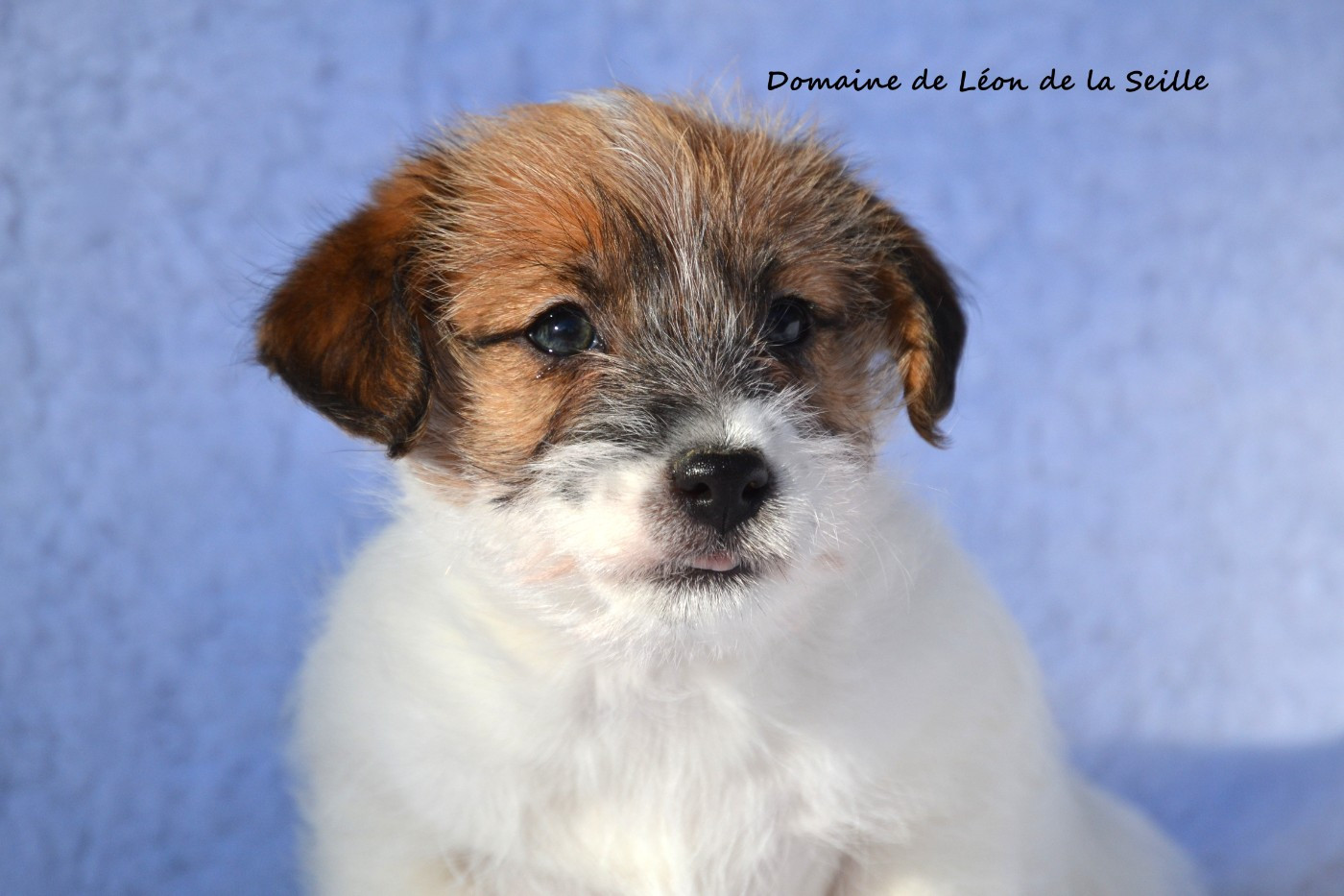 ALBA DU DOMAINE DE LEON DE LA SEILLE