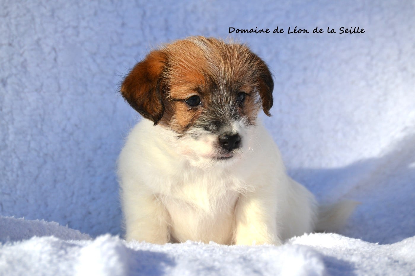 ALBA DU DOMAINE DE LEON DE LA SEILLE