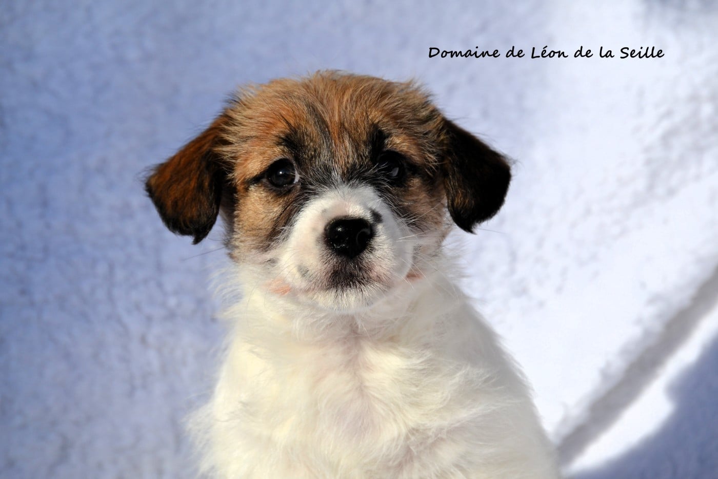 AUNA DU DOMAINE DE LEON DE LA SEILLE