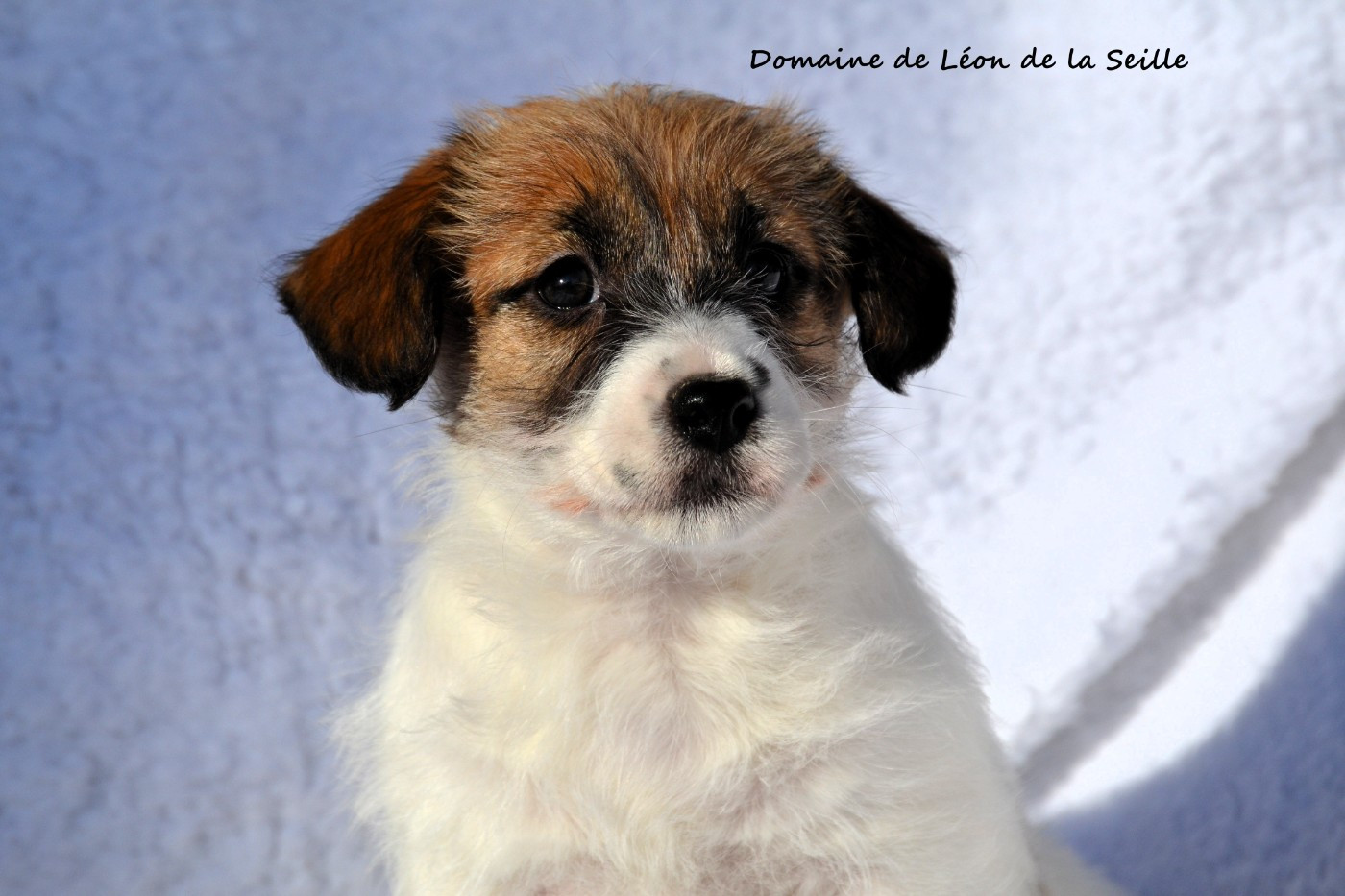 AUNA DU DOMAINE DE LEON DE LA SEILLE