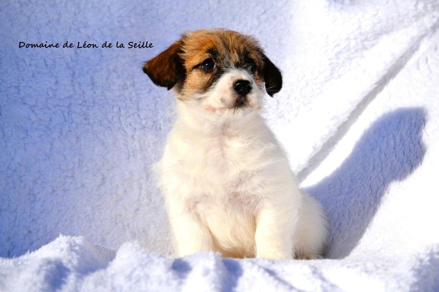 AUNA DU DOMAINE DE LEON DE LA SEILLE