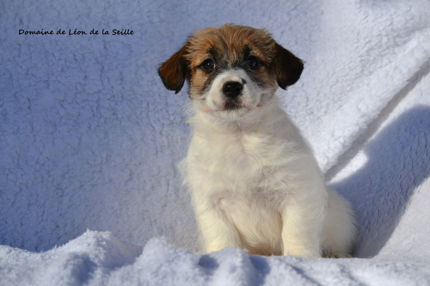 AUNA DU DOMAINE DE LEON DE LA SEILLE