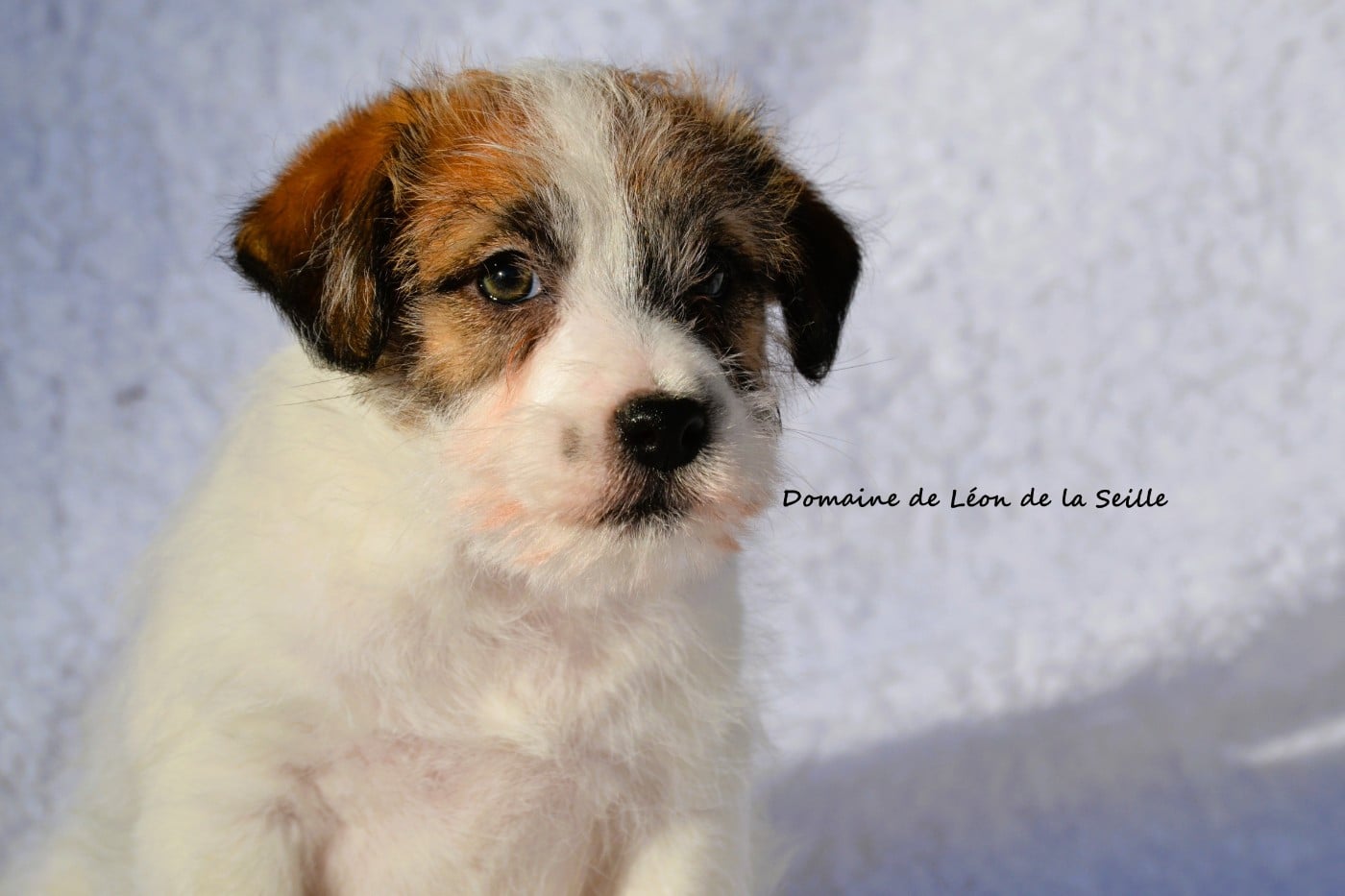Jack Russell Terrier - du Domaine De Léon De La Seille