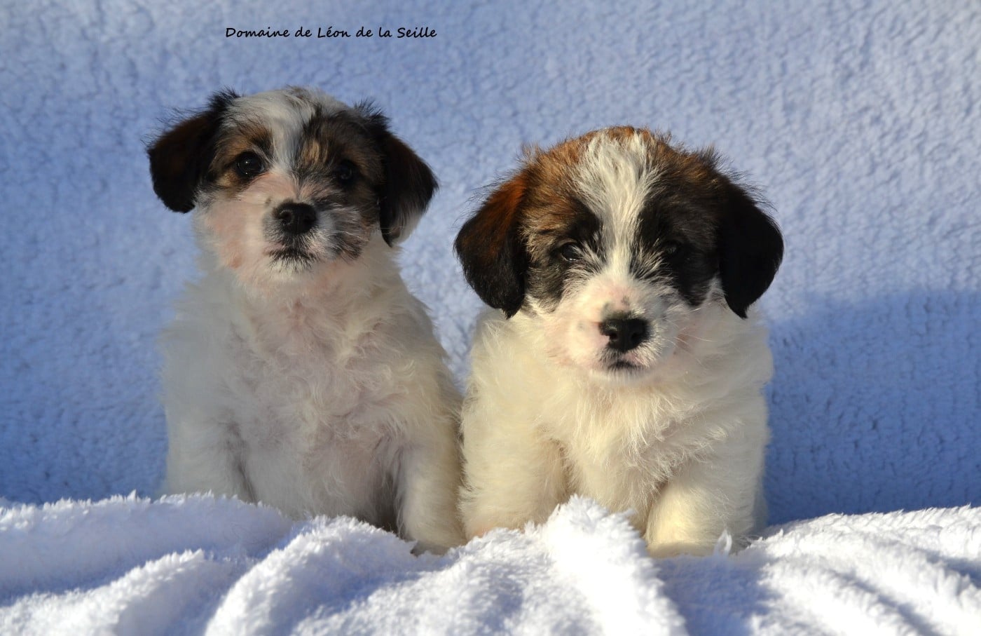 Jack Russell Terrier - du Domaine De Léon De La Seille