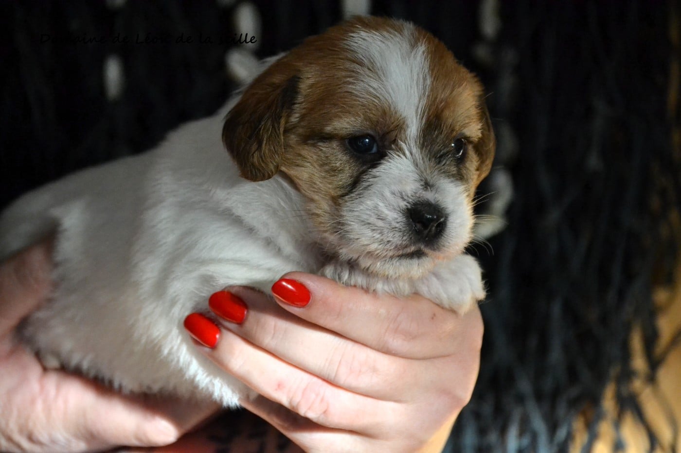 BASCO DU DOMAINE DE LEON DE LA SEILLE