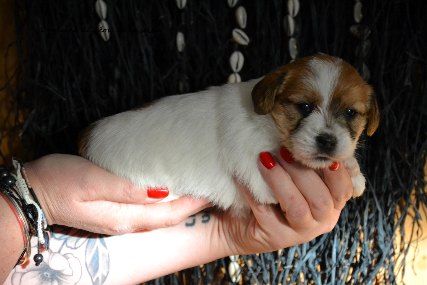 BASCO DU DOMAINE DE LEON DE LA SEILLE