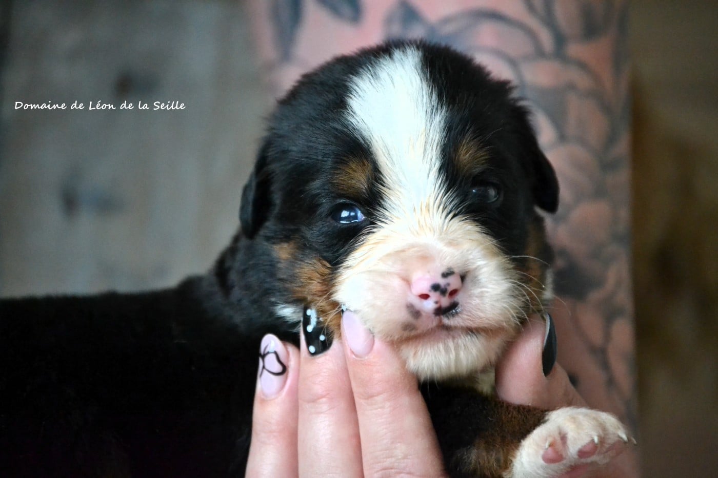 Bouvier Bernois - du Domaine De Léon De La Seille