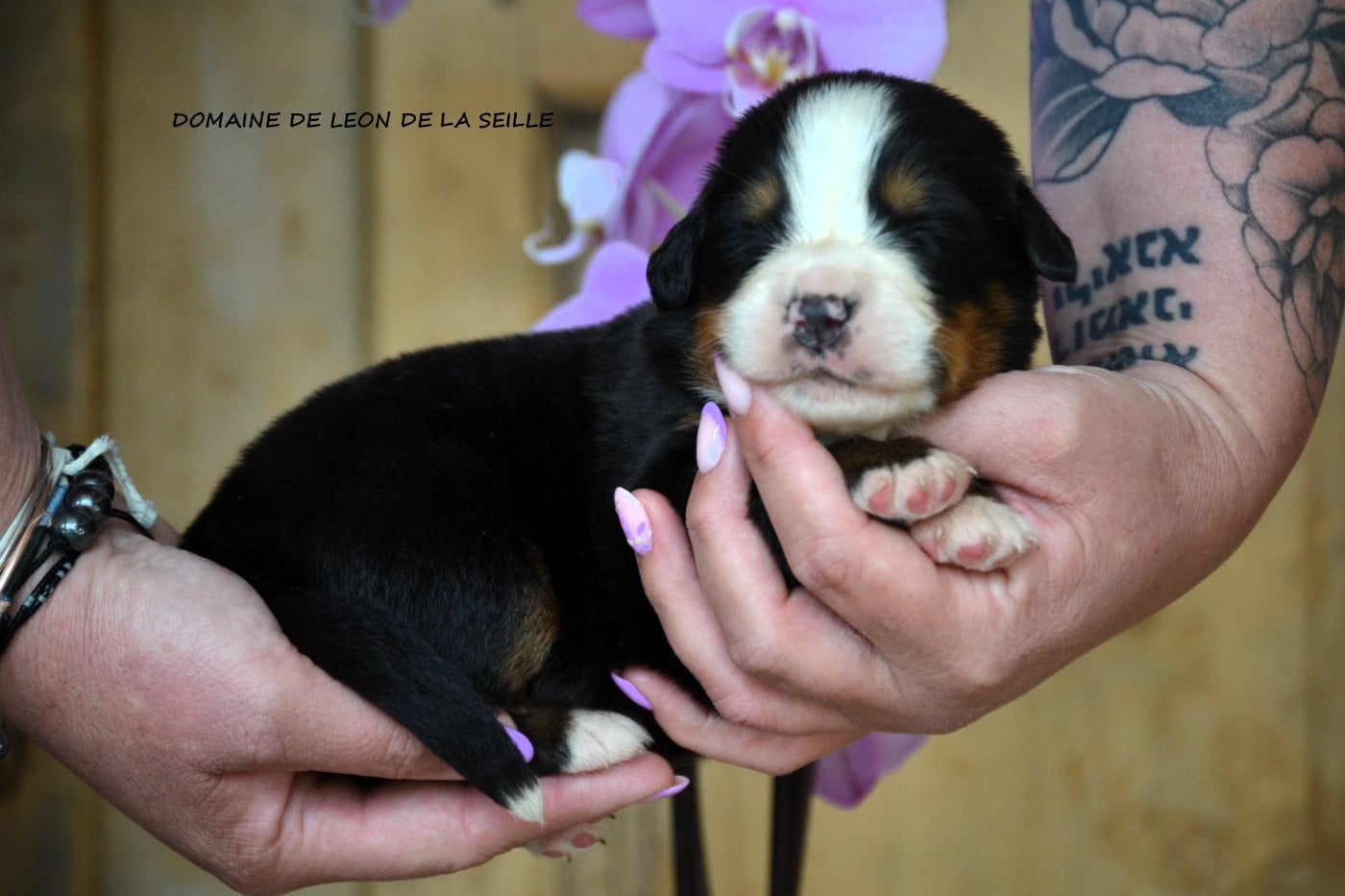Bouvier Bernois - du Domaine De Léon De La Seille