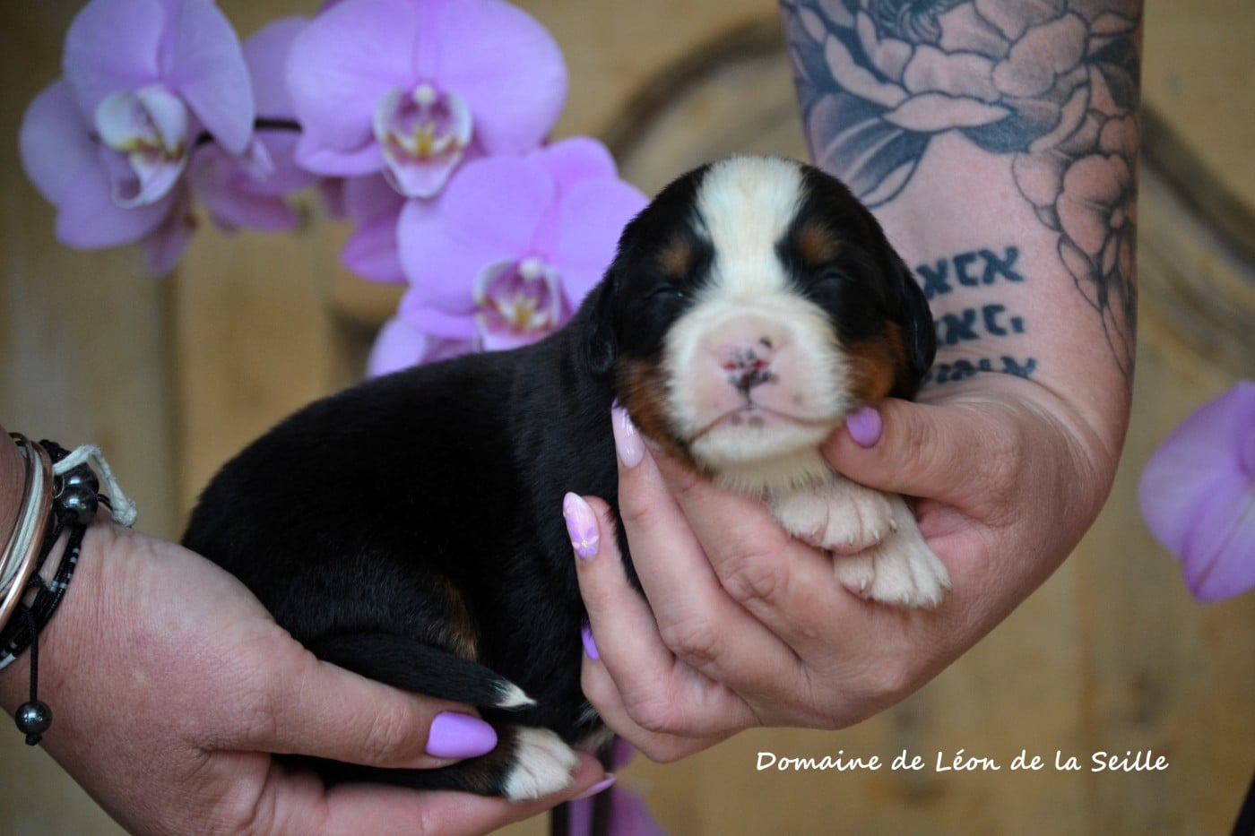 Chiot Bouvier Bernois