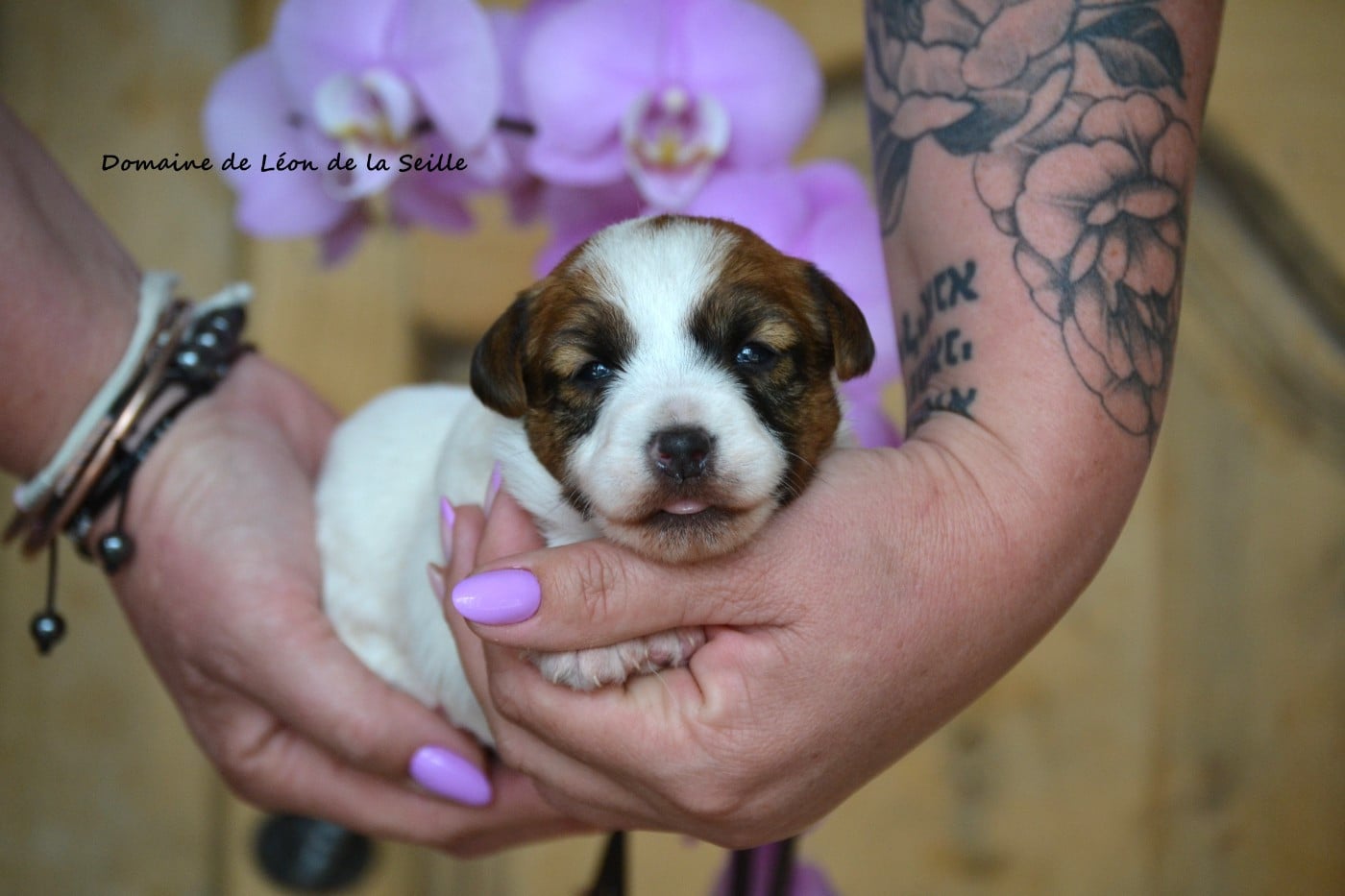 Jack Russell Terrier - du Domaine De Léon De La Seille