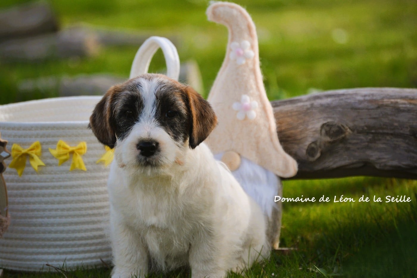 Jack Russell Terrier - du Domaine De Léon De La Seille