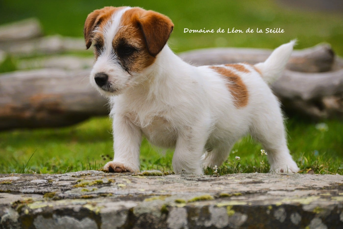 Jack Russell Terrier - du Domaine De Léon De La Seille
