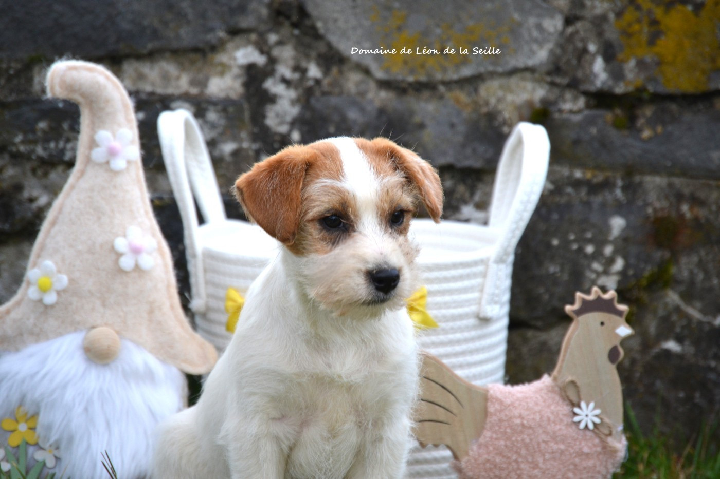 BOHEME DU DOMAINE DE LEON DE LA SEILLE