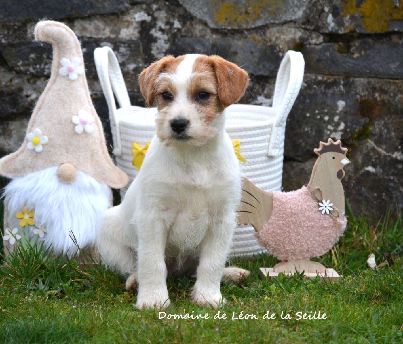 BOHEME DU DOMAINE DE LEON DE LA SEILLE