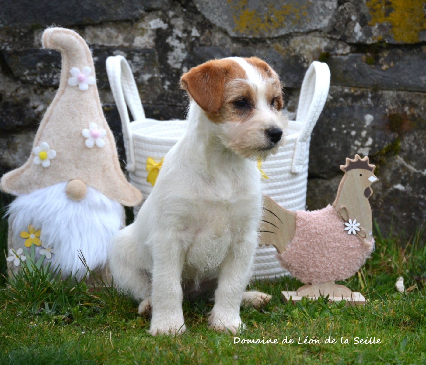 BOHEME DU DOMAINE DE LEON DE LA SEILLE