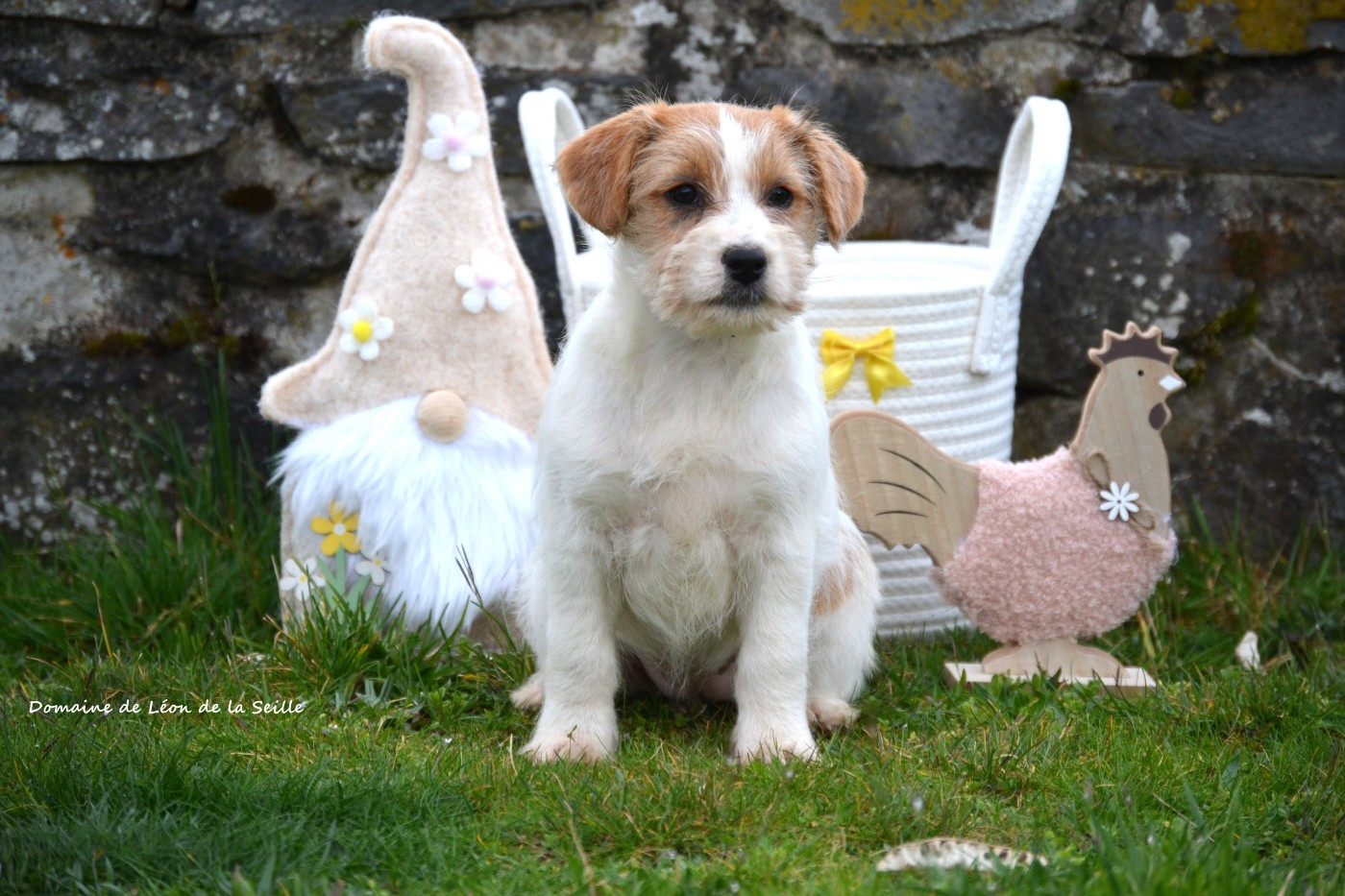 Betty DU DOMAINE DE LEON DE LA SEILLE