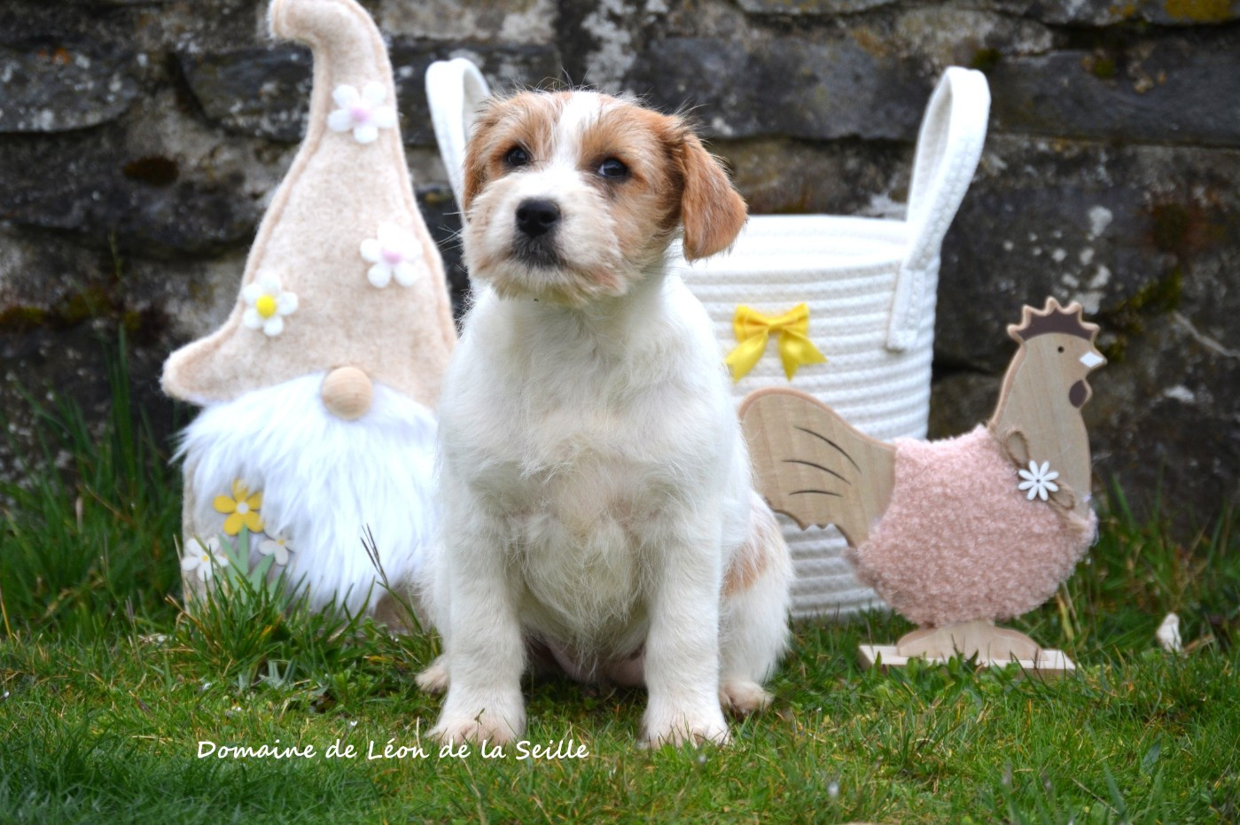 Betty DU DOMAINE DE LEON DE LA SEILLE