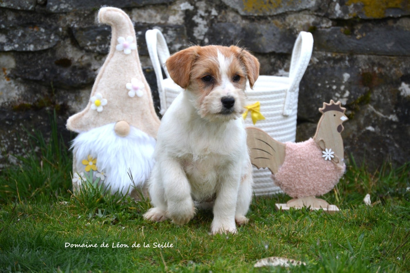 Betty DU DOMAINE DE LEON DE LA SEILLE