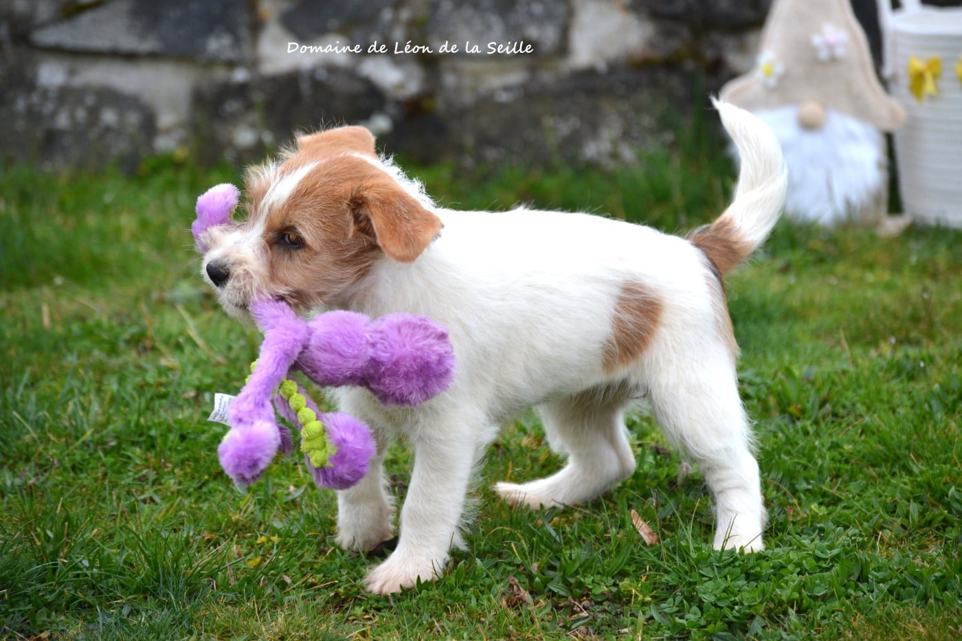 Betty DU DOMAINE DE LEON DE LA SEILLE