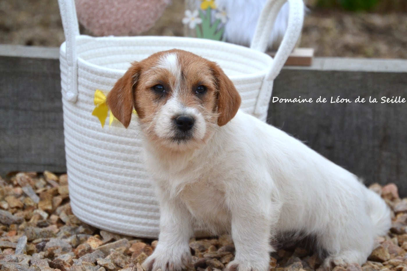 BASCO DU DOMAINE DE LEON DE LA SEILLE