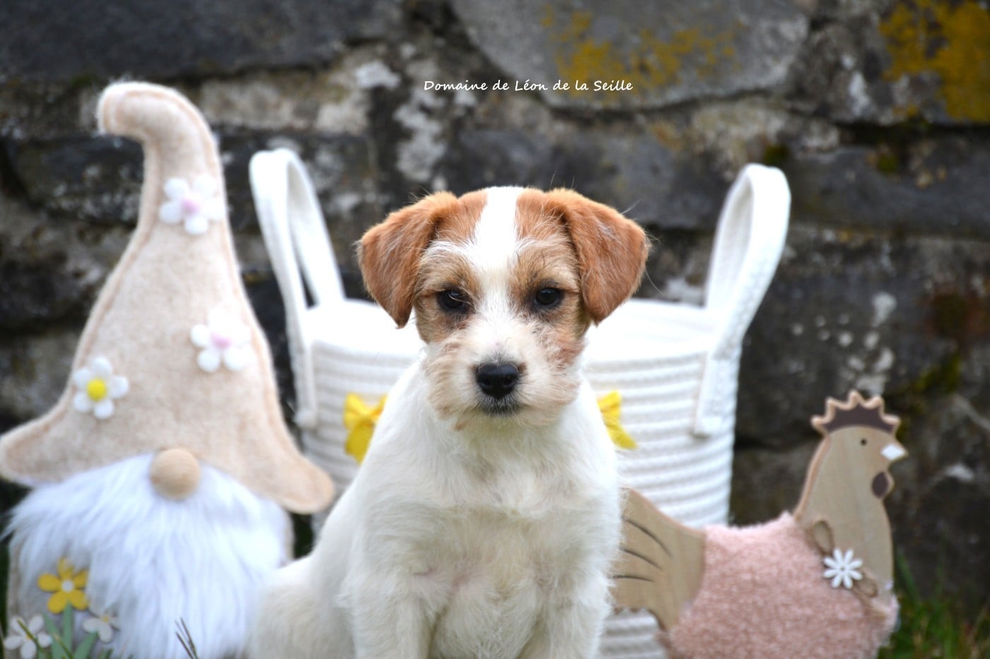 Jack Russell Terrier - du Domaine De Léon De La Seille