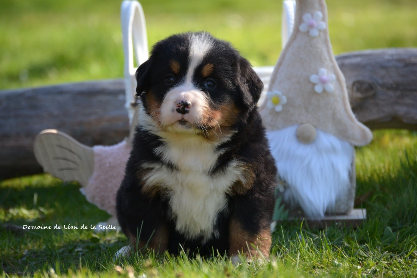 Bouvier Bernois - du Domaine De Léon De La Seille